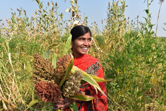 Nadimidoddi Vinodamma with her jowar crop.